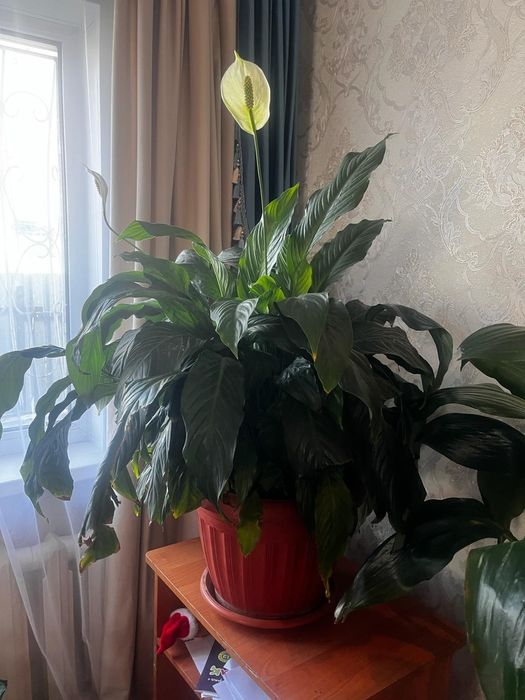 Продам комнатные растения