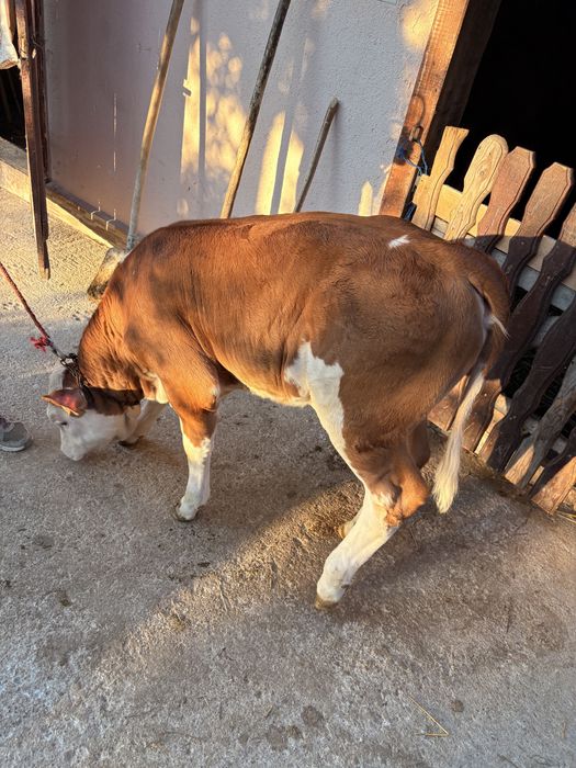 Vând vițelușă bălțată