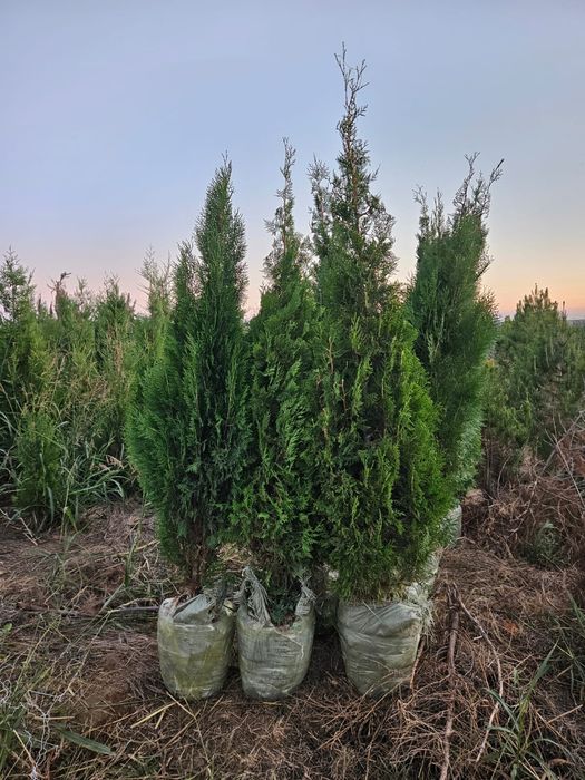 Пересадка выкопка посадка