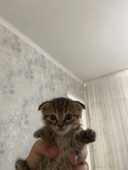 Шотландские кошки