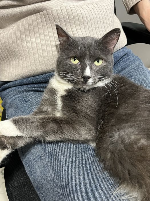 Милая и очень умная кошечка ищет дом!!!