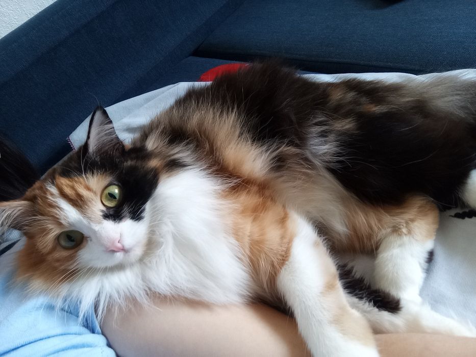 Отдам в хорошую руку