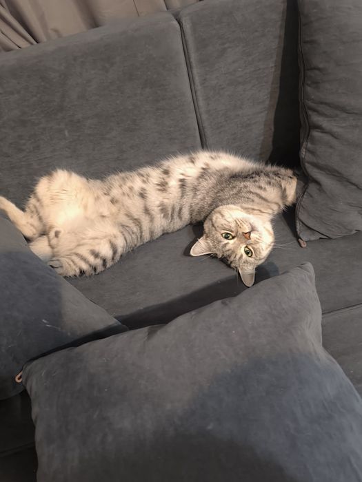 Отдаем кота в добрые руки