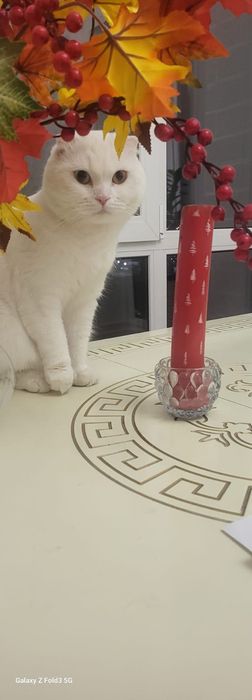 Кот шотландский вислоухий