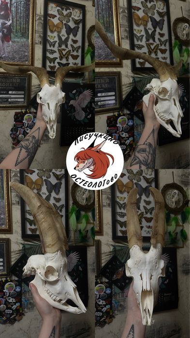 Череп барана/козла