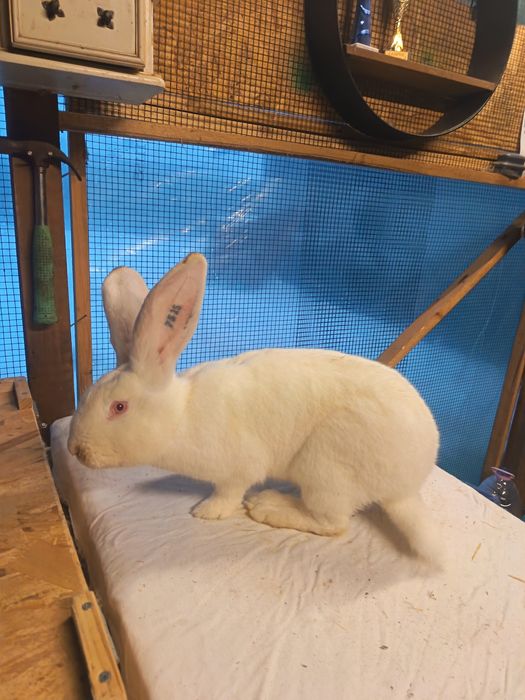 Iepuri. Cocoș. Uriaș german