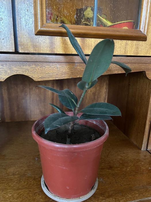 Комнатные растения разные