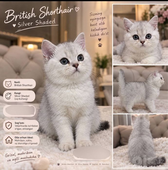 Britian serebro shinshilla mushuk oʻgʻil