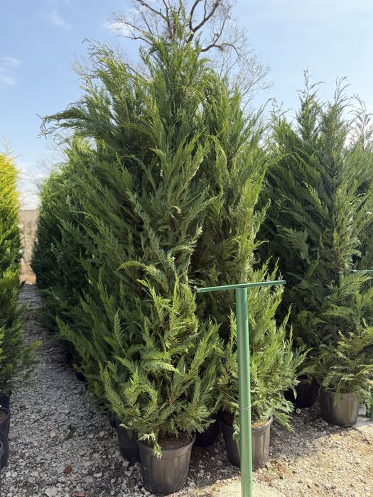 Vand leylandi/leylandi gold calitate extra diferite dimensiuni