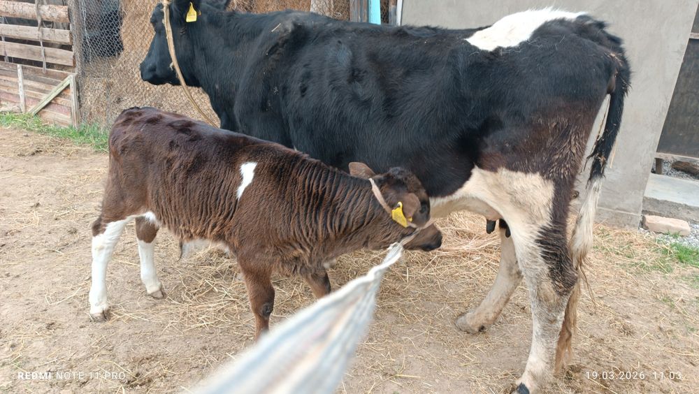 Бұзаулы сиыр сатылады!