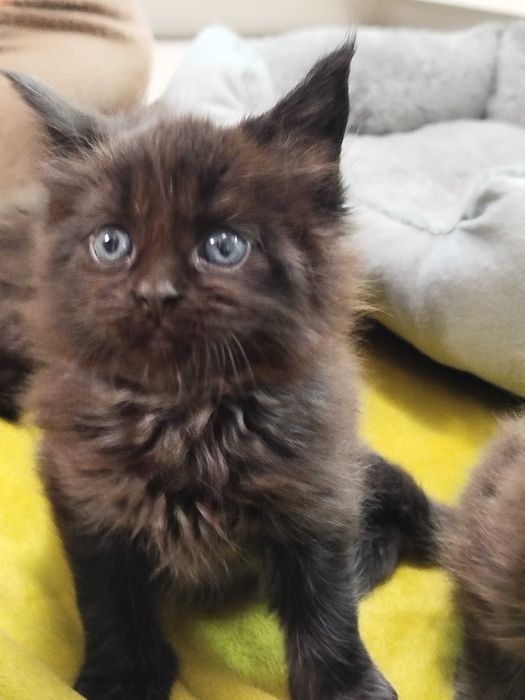 Малки котенца -Мейн Куун