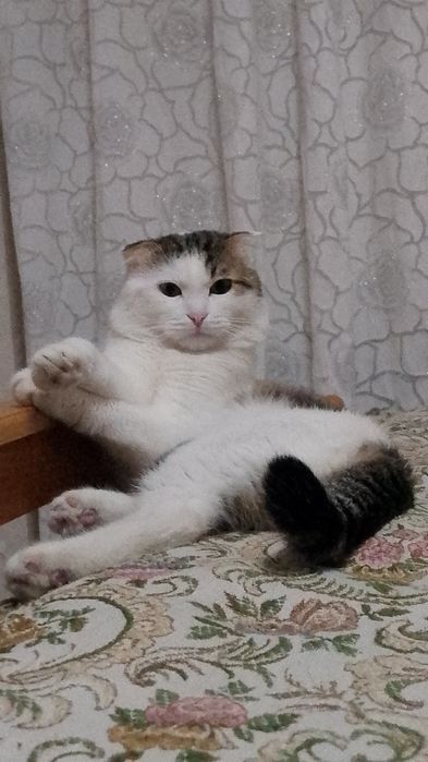 Отдам добрые руки