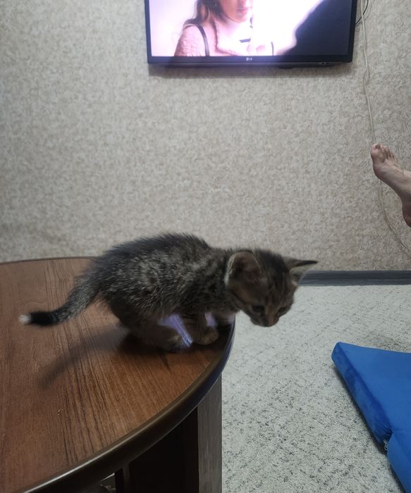 Котёнок отдам срочно