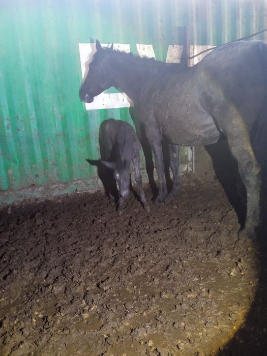 Продам кобылу .Родила сегодня.