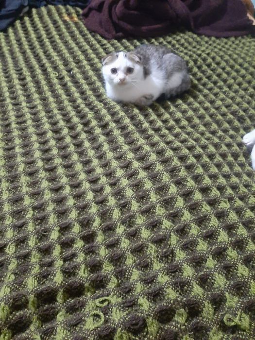 Отдам котят даром