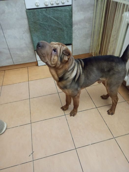 Шарпей мальчик 2.6