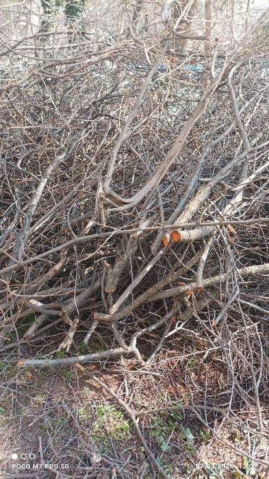 Утин қилишга шох-шаббалар