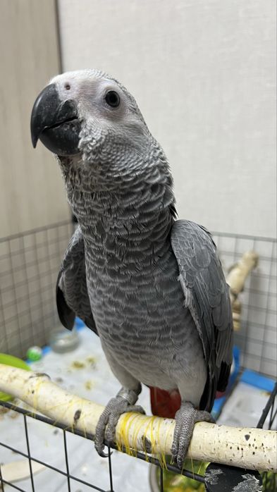 Продам попугая Жако 3месяца