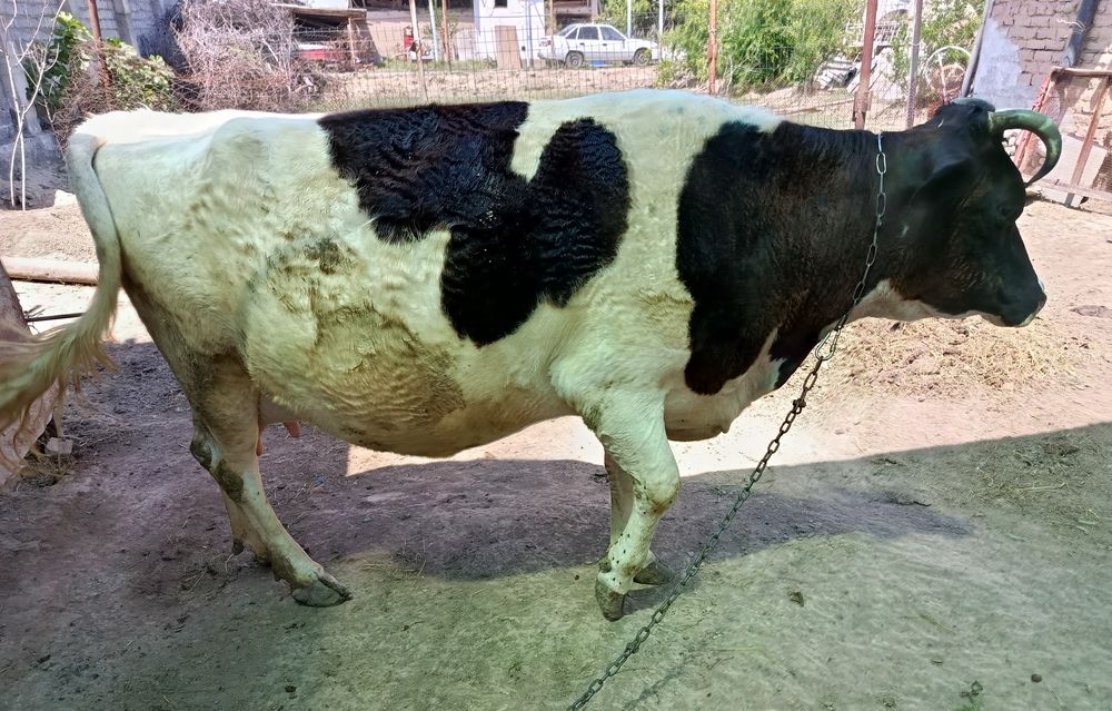 Sigir, buzoq sotiladi