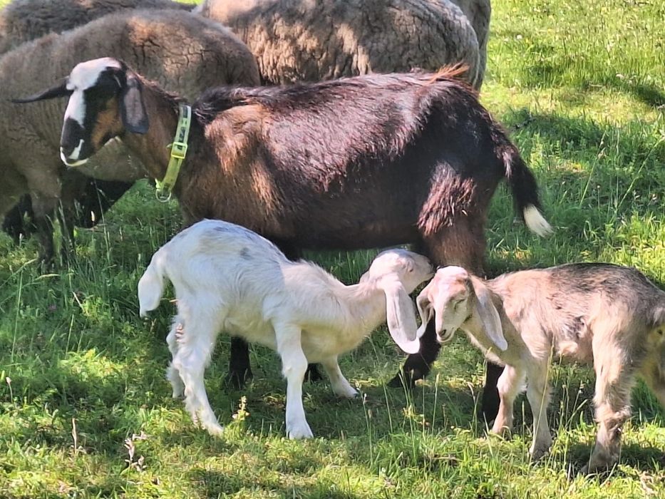 Capra Alba de Banat
