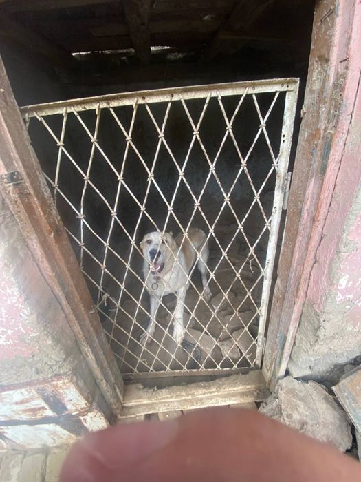 Kuchuk alabay 1.2 sola