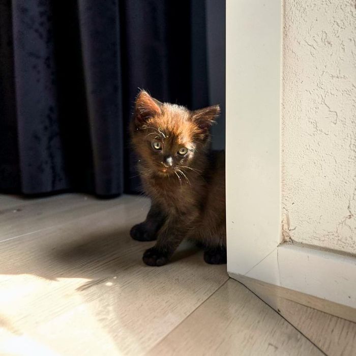 Котенок-мальчик в надежные руки