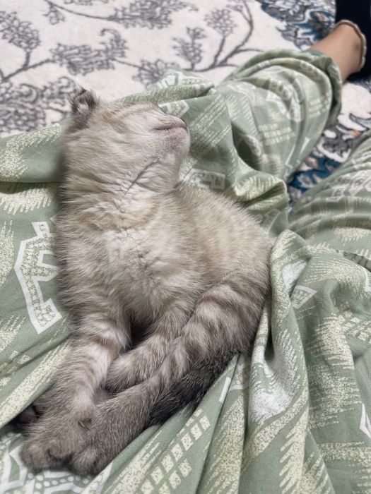 Продается Scottish fold