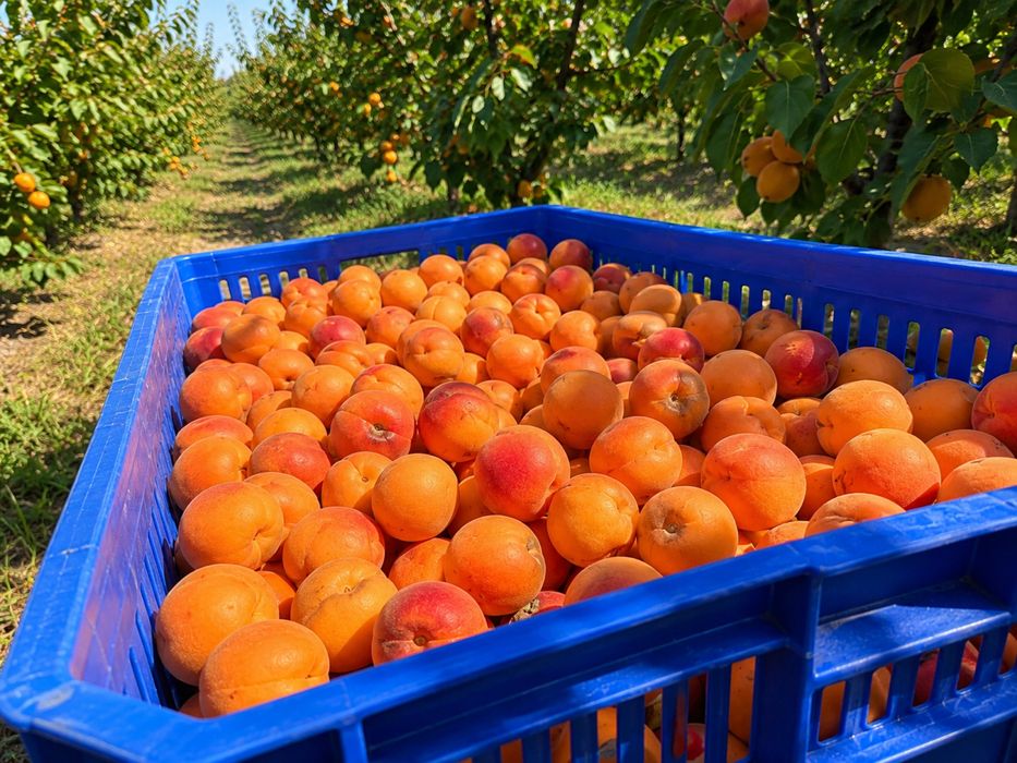 Începe Recoltarea! Caise Coapte Natural pentru Țuică