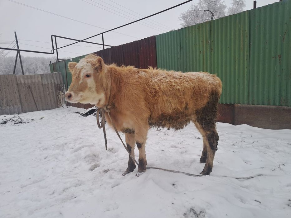 Узынагашта 11айлык тана