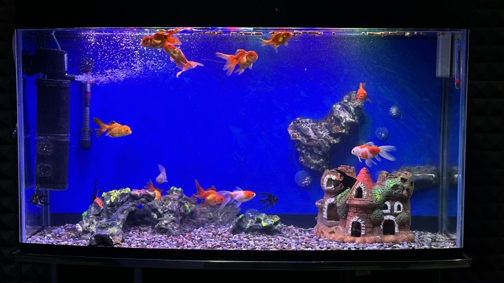 Aranda baliqlar sotiladi