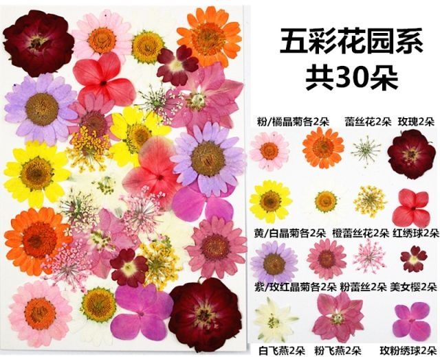 Сухоцветы. Курутилган гуллар