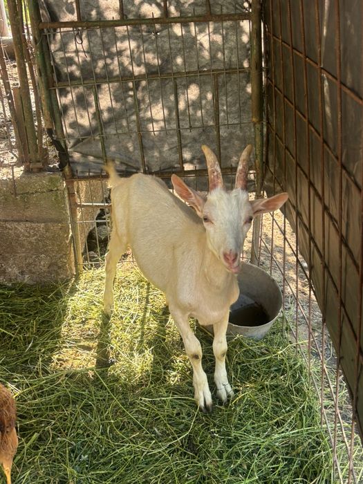 Țap de vânzare din mamă bună de lapte