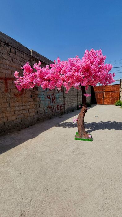 Дарахт япон  Sakura Bansay