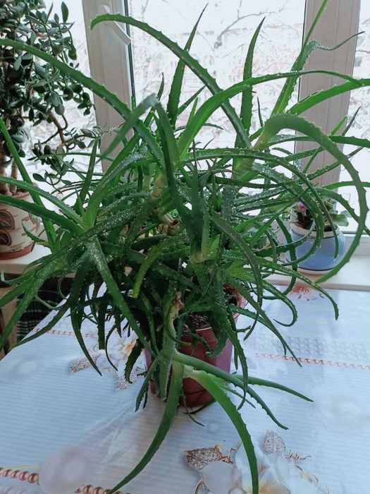 Большое АЛОЭ лечебное и красивое