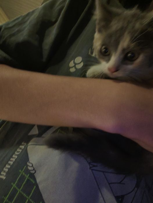 отдам котят бесплатно