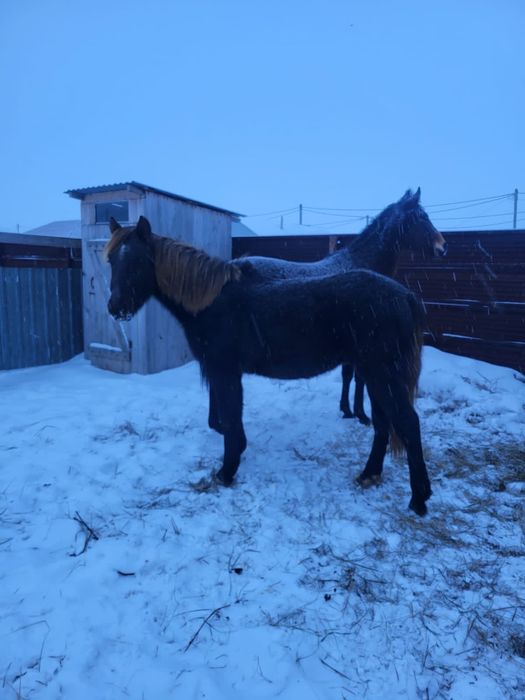 Продам Тай.