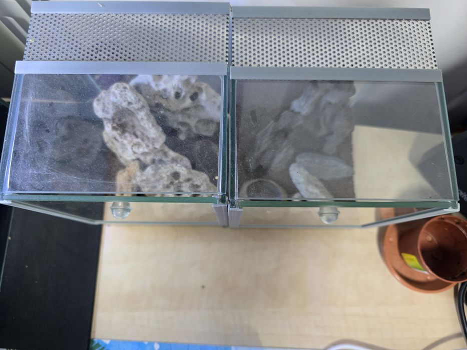 Terarii pentru paienjeni saritori