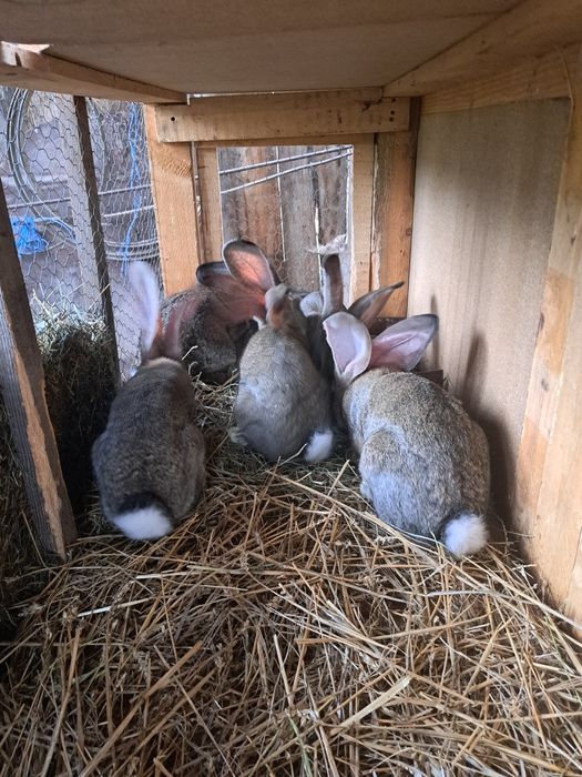 Iepuri Uriaș German