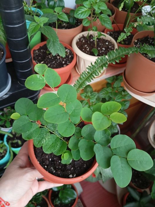 Продам комнатные растения