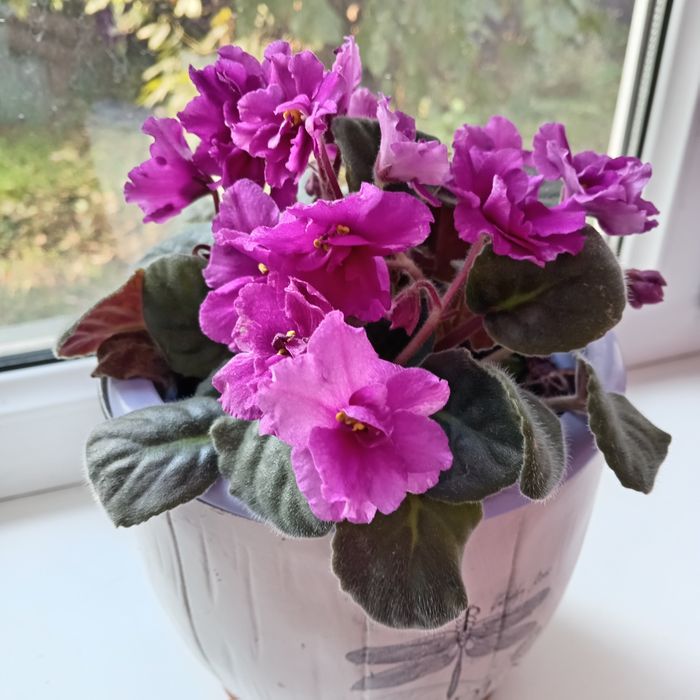 Цветы комнатные ОБМЕН