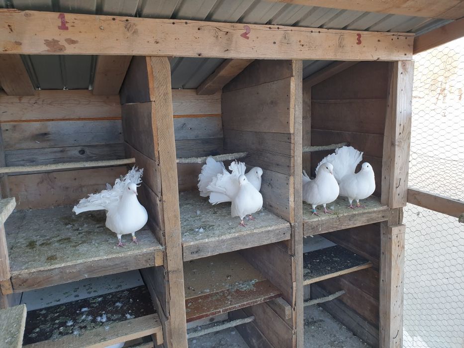 Prumbei voiajori si infoiati albi