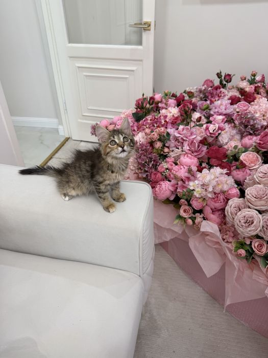 Котенок девочка ищет дом