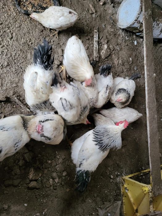 Адлер балапандар