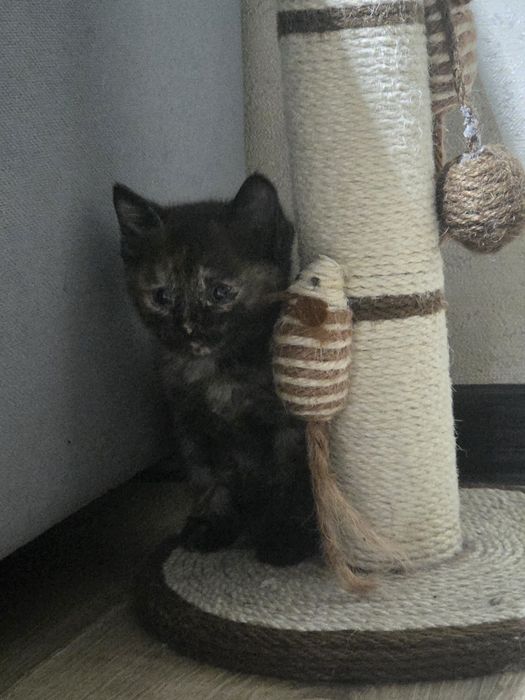 Котята, бесплатно