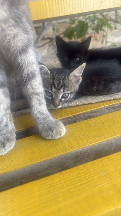 Отдам даром котят
