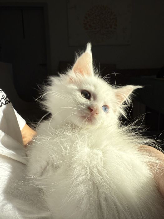 Продаются Котята Мейн-кун  от 150000тг