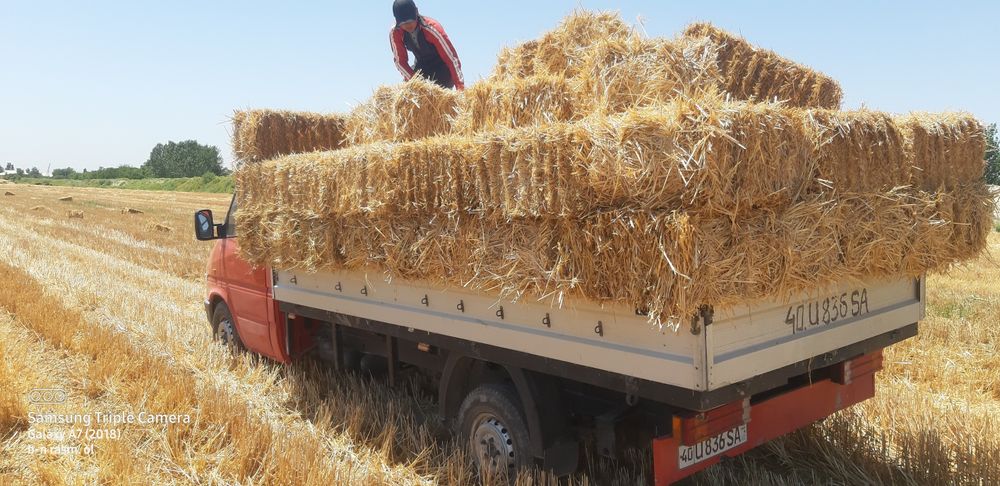 Samon press bugdoyniki