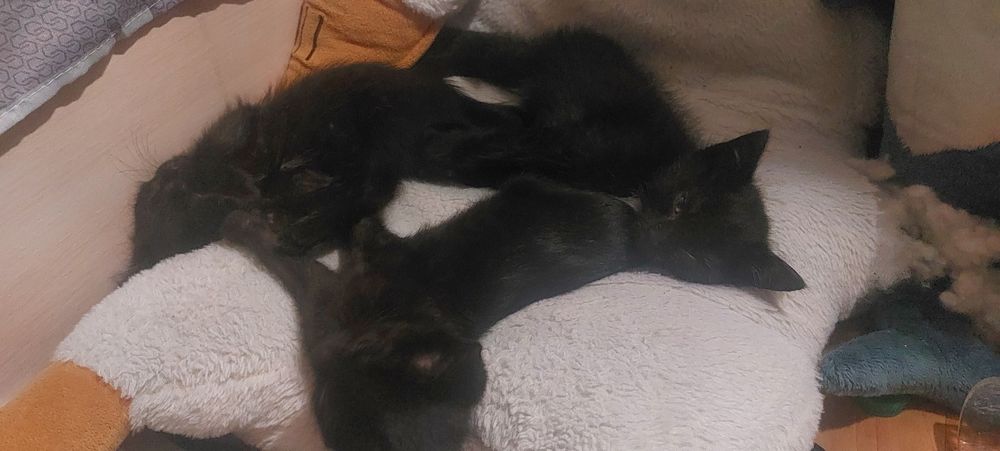 Отдам котят в добрые руки