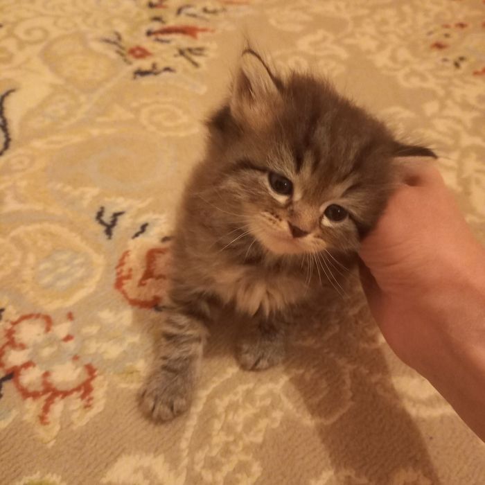 Британский котёнок мальчик 1 мес