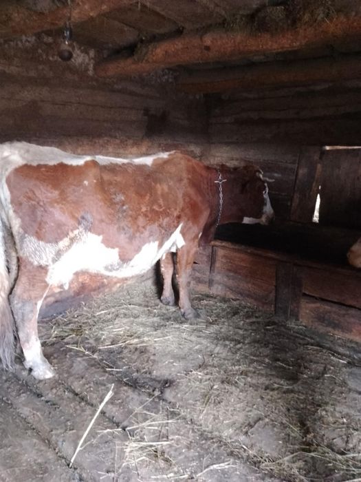 Vacă,junincă și vițel